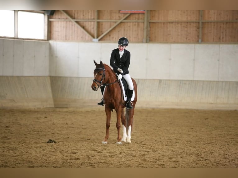 Poney de selle allemand Jument 13 Ans 143 cm Alezan in Ober-Grafendorf