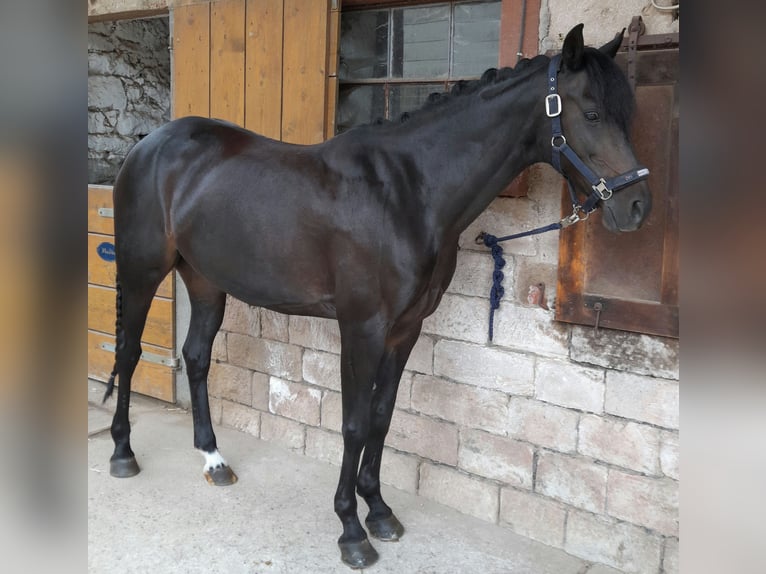 Poney de selle allemand Jument 13 Ans 143 cm Bai brun foncé in Brombachtal