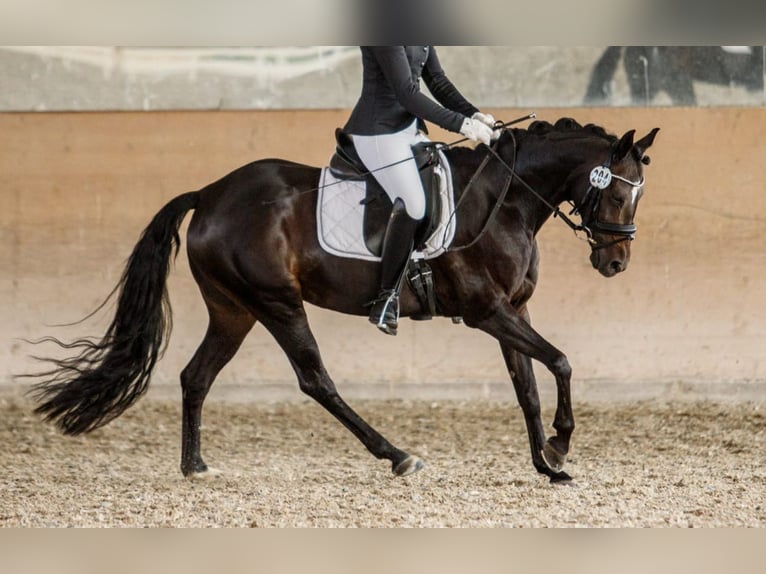 Poney de selle allemand Jument 13 Ans 143 cm Bai brun foncé in Brombachtal