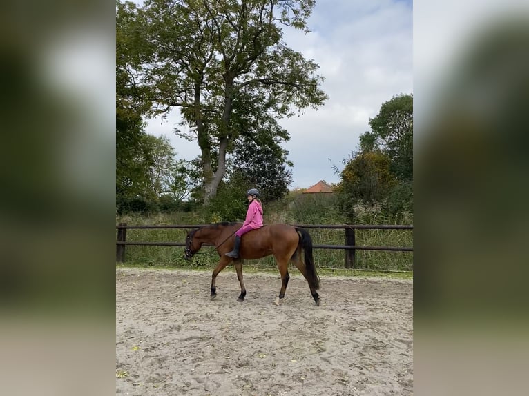 Poney de selle allemand Jument 13 Ans 143 cm Bai in OvelgönneOvelgönne