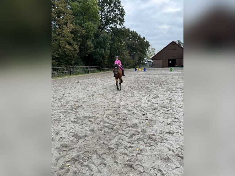 Poney de selle allemand Jument 13 Ans 143 cm Bai in OvelgönneOvelgönne