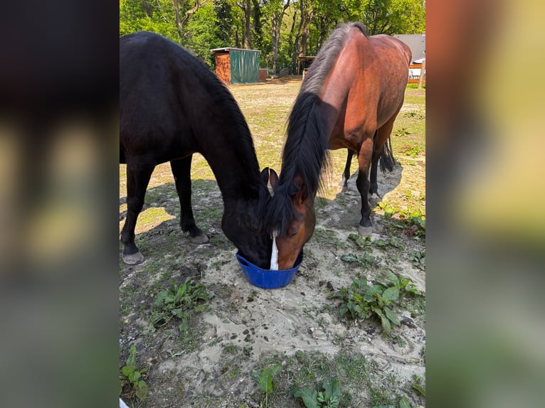 Poney de selle allemand Croisé Jument 13 Ans 144 cm Noir in Bottrop