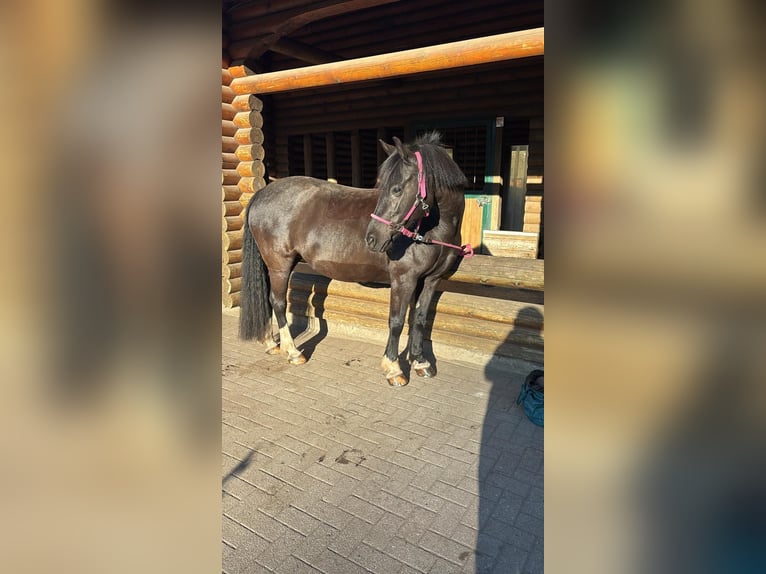 Poney de selle allemand Jument 13 Ans 144 cm Noir in Hamburg Lemsahl-Mellingstedt
