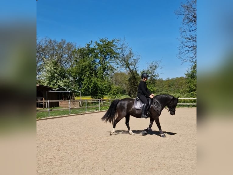 Poney de selle allemand Jument 13 Ans 144 cm Noir in Hamburg Lemsahl-Mellingstedt