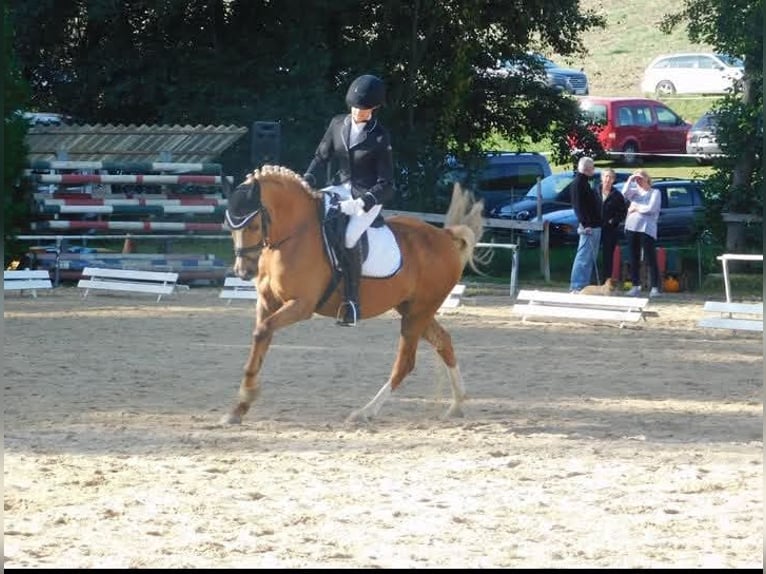 Poney de selle allemand Jument 13 Ans 144 cm Palomino in Johanniskirchen