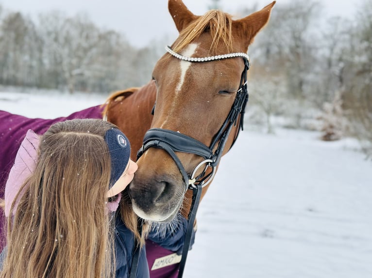 Poney de selle allemand Jument 13 Ans 145 cm Alezan brûlé in Tangstedt