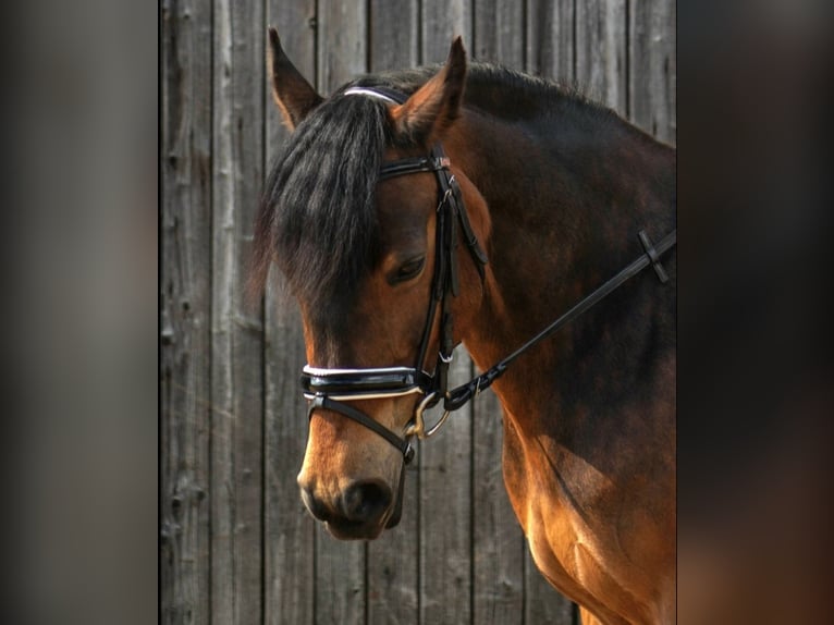 Poney de selle allemand Croisé Jument 13 Ans 145 cm Bai in Hamminkeln