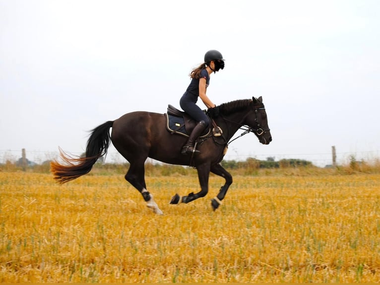Poney de selle allemand Jument 13 Ans 146 cm Alezan brûlé in Dänischenhagen