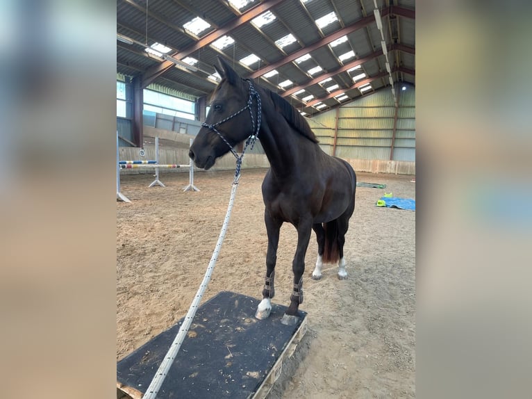 Poney de selle allemand Jument 13 Ans 146 cm Alezan brûlé in Dänischenhagen