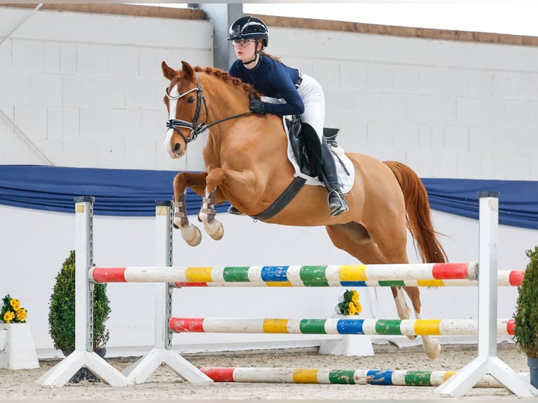 Poney de selle allemand Jument 13 Ans 146 cm Alezan in Marsberg