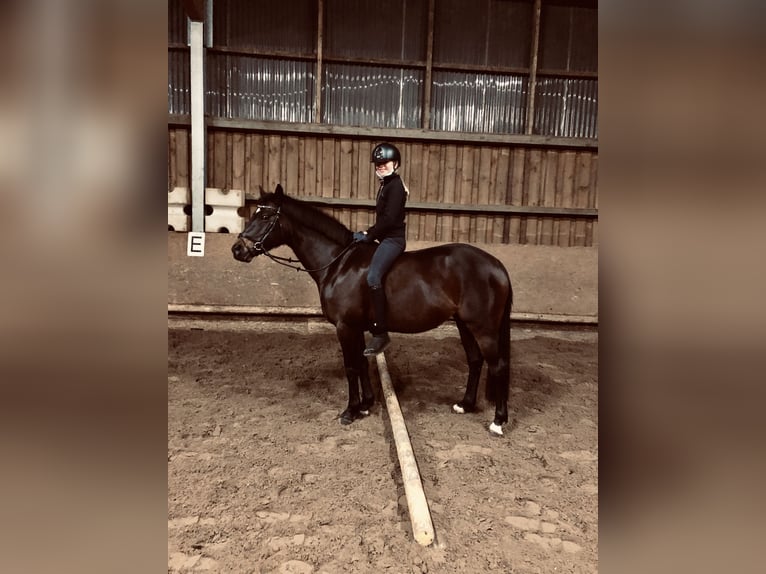 Poney de selle allemand Jument 13 Ans 147 cm Bai brun in Schenefeld