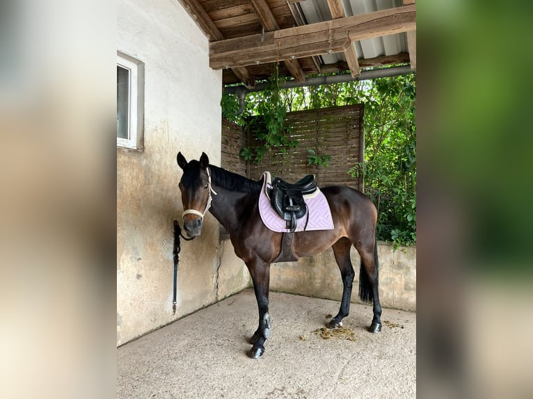 Poney de selle allemand Jument 13 Ans 147 cm Bai brun in Cadolzburg