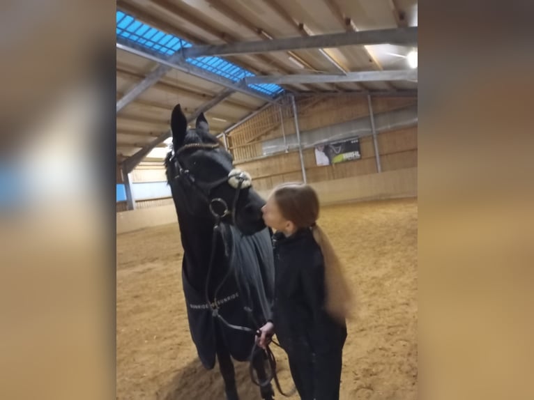Poney de selle allemand Jument 13 Ans 147 cm Bai brun foncé in Dirlewang