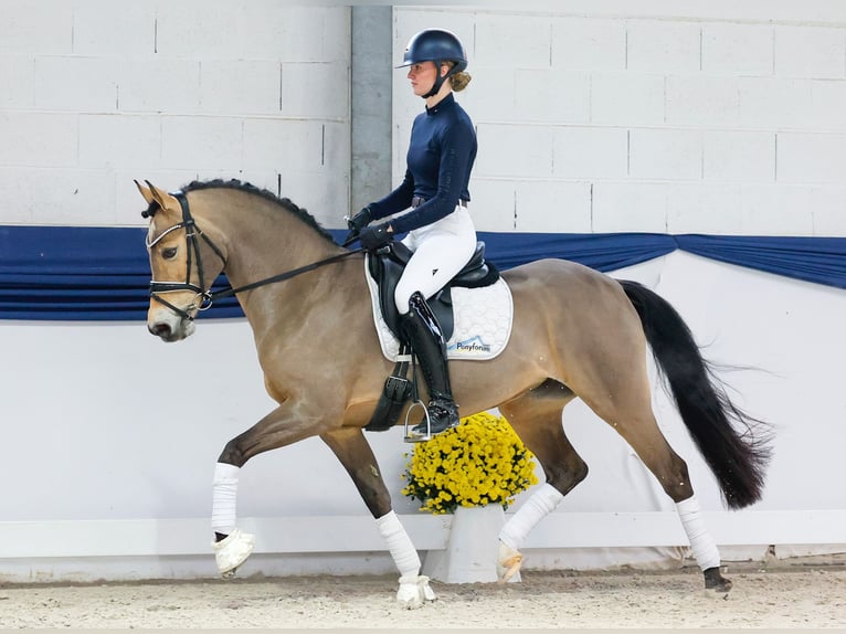 Poney de selle allemand Jument 13 Ans 147 cm Isabelle in Marsberg
