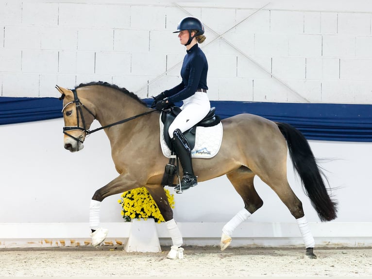 Poney de selle allemand Jument 13 Ans 147 cm Isabelle in Marsberg