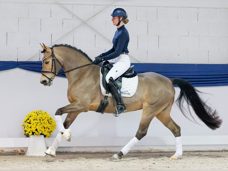 Poney de selle allemand Jument 13 Ans 147 cm Isabelle in Marsberg