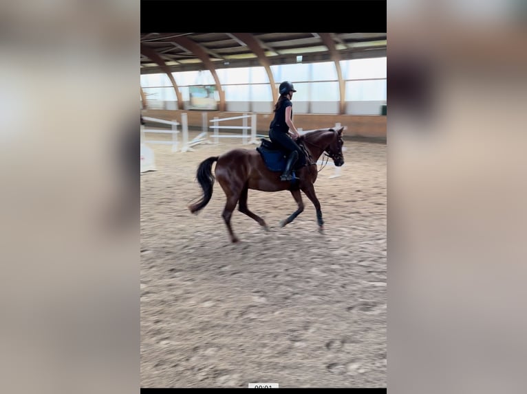 Poney de selle allemand Jument 13 Ans 148 cm Alezan brûlé in Ahrensburg