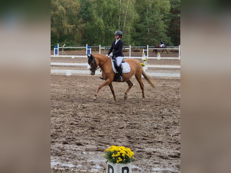Poney de selle allemand Jument 13 Ans 148 cm Alezan dun in Stuhr