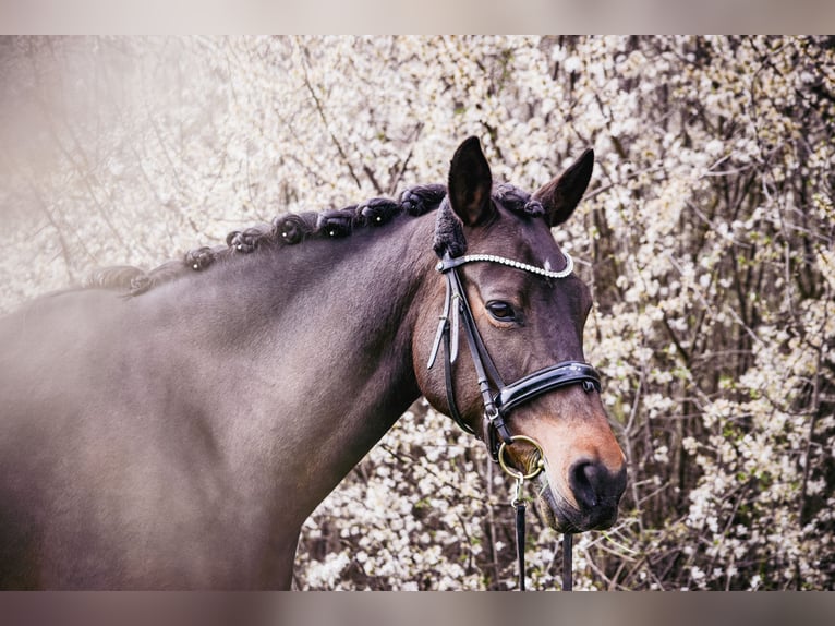 Poney de selle allemand Jument 13 Ans 148 cm Bai brun in Münster