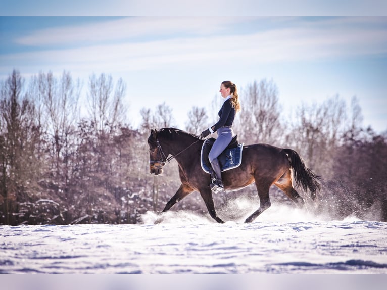 Poney de selle allemand Jument 13 Ans 148 cm Bai brun in Münster