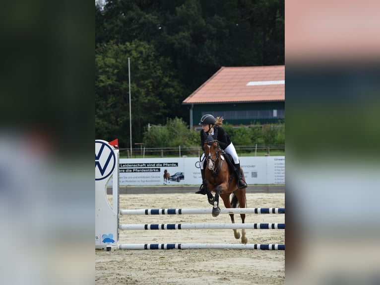 Poney de selle allemand Jument 13 Ans 148 cm Bai in Winsen (Aller) Poney de selle allemand Jument 13 Ans 148 cm Bai in Winsen (Aller)
