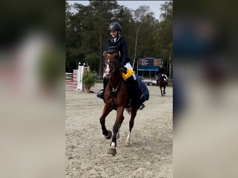 Poney de selle allemand Jument 13 Ans 148 cm Bai in Winsen (Aller) Poney de selle allemand Jument 13 Ans 148 cm Bai in Winsen (Aller)