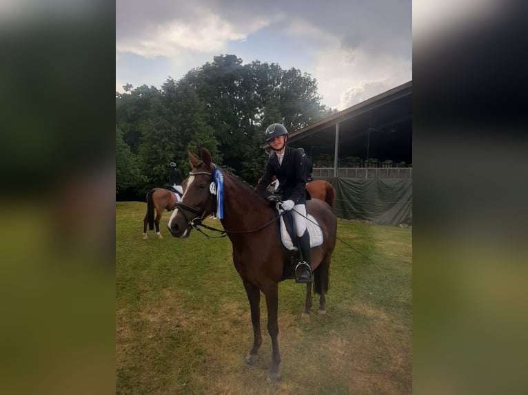 Poney de selle allemand Jument 13 Ans 149 cm Alezan brûlé in Overath