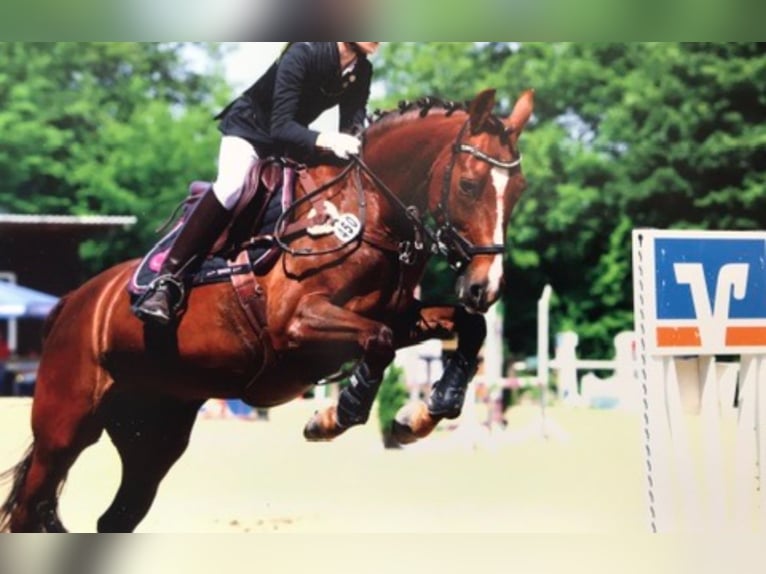 Poney de selle allemand Jument 13 Ans 149 cm Alezan brûlé in Overath