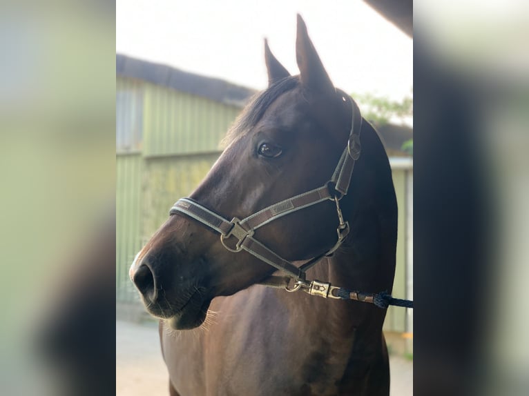 Poney de selle allemand Jument 13 Ans 150 cm Alezan brûlé in Kiel