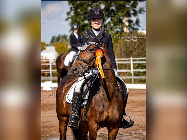 Poney de selle allemand Jument 13 Ans 154 cm Bai brun in Osternienburger Land