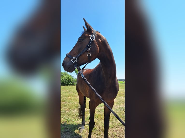 Poney de selle allemand Jument 13 Ans 154 cm Bai brun in Osternienburger Land