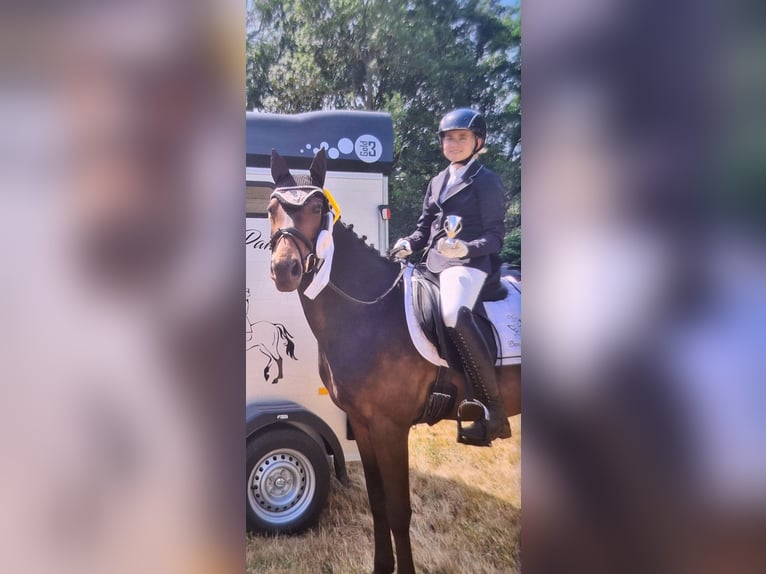 Poney de selle allemand Jument 13 Ans 154 cm Bai brun in Osternienburger Land