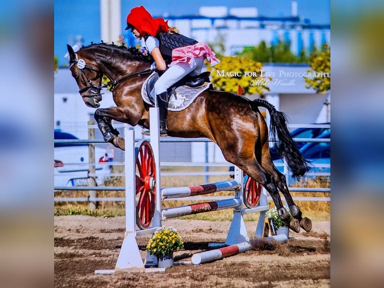 Poney de selle allemand Jument 13 Ans 154 cm Bai brun in Osternienburger Land