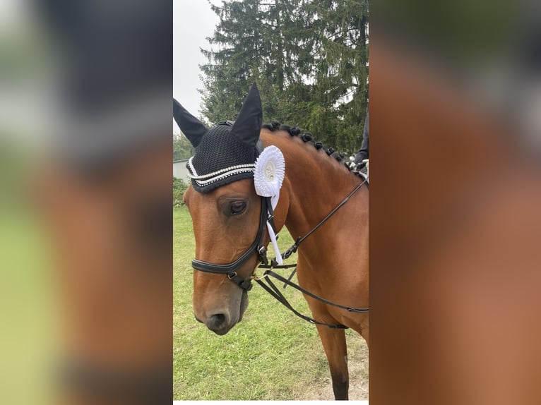 Poney de selle allemand Jument 13 Ans 154 cm Bai in Vahrendorf