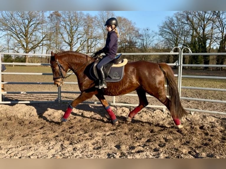 Poney de selle allemand Jument 13 Ans 155 cm Alezan brûlé in Ankum