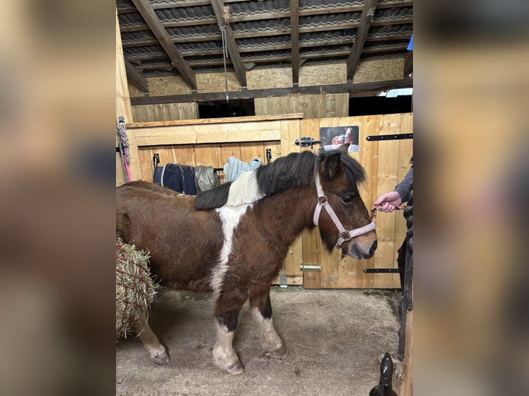 Poney de selle allemand Croisé Jument 14 Ans 125 cm Pinto in Fischbach