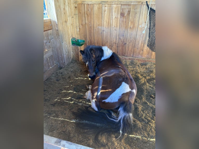 Poney de selle allemand Croisé Jument 14 Ans 125 cm Pinto in Fischbach