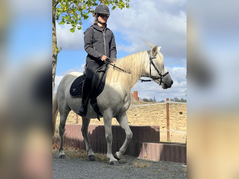 Poney de selle allemand Croisé Jument 14 Ans 133 cm Aubère in Frose