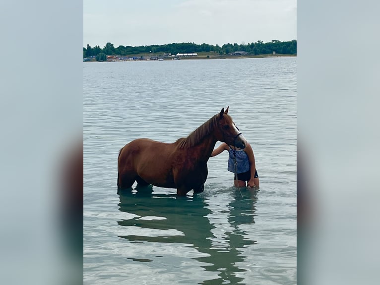 Poney de selle allemand Jument 14 Ans 142 cm Alezan in Schkeuditz