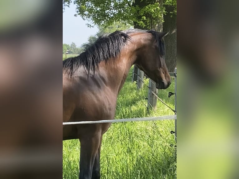 Poney de selle allemand Jument 14 Ans 142 cm Bai in Warmsen