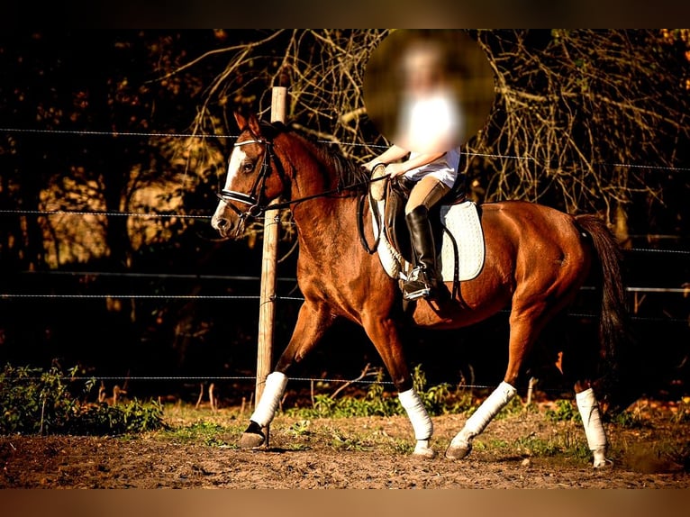 Poney de selle allemand Jument 14 Ans 143 cm Bai cerise in Zossen