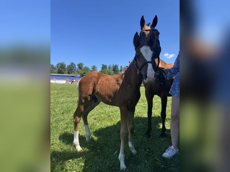 Poney de selle allemand Jument 14 Ans 144 cm Bai in Tübingen