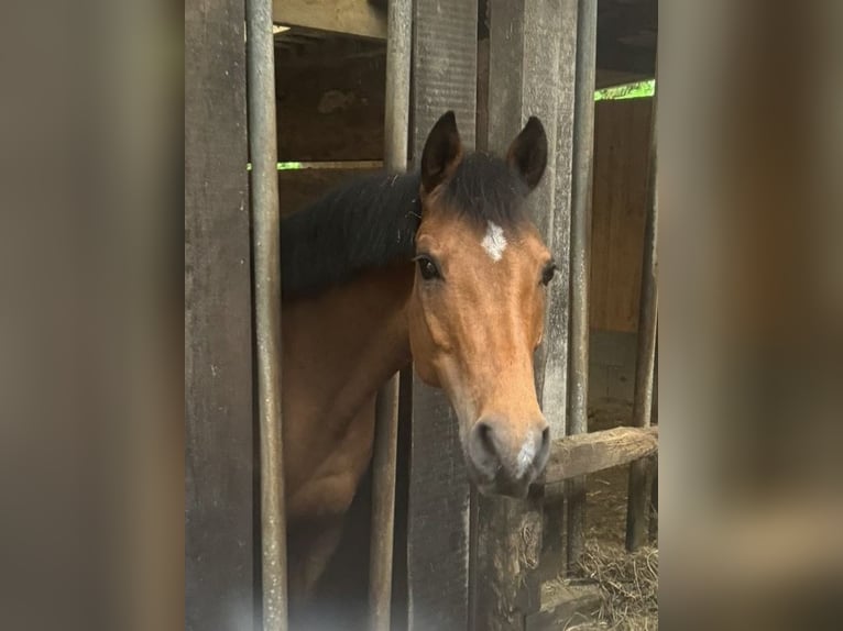 Poney de selle allemand Jument 14 Ans 144 cm Bai in Tübingen