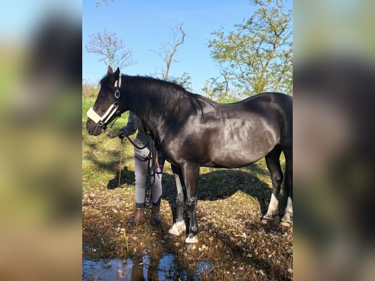Poney de selle allemand Jument 14 Ans 144 cm Noir in Husum
