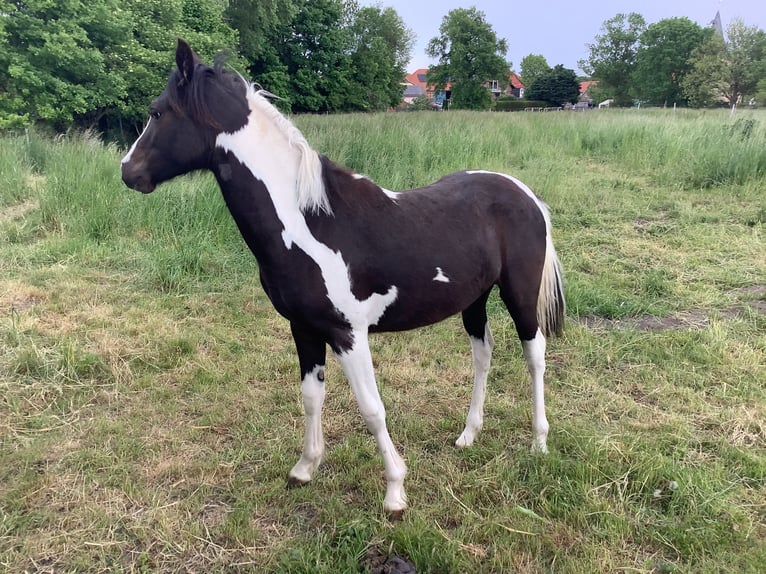 Poney de selle allemand Jument 14 Ans 145 cm Gris in Schellerten