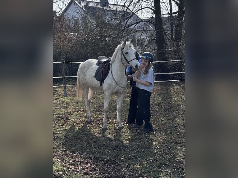Poney de selle allemand Jument 14 Ans 145 cm Gris in Schellerten