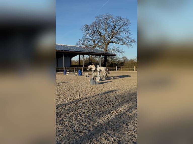 Poney de selle allemand Jument 14 Ans 145 cm Gris pommelé in Hamburg