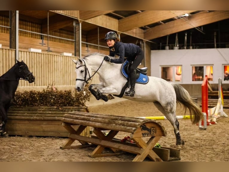 Poney de selle allemand Jument 14 Ans 145 cm Gris pommelé in Hamburg