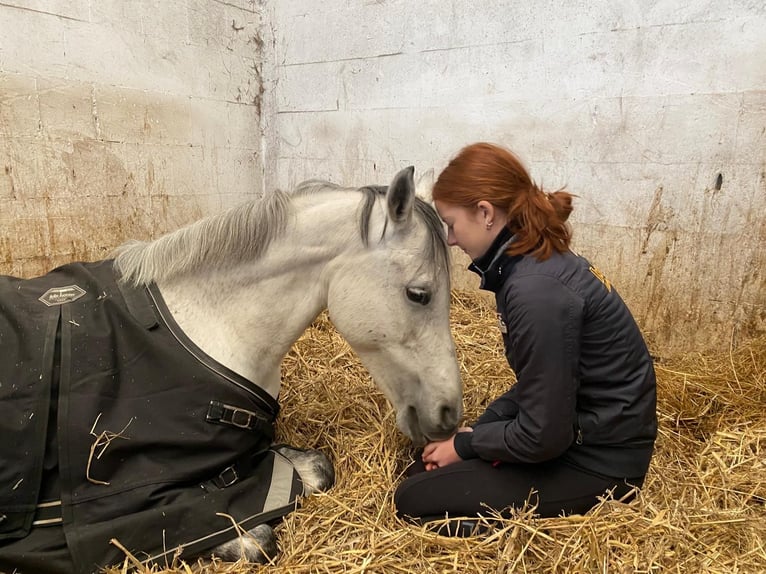 Poney de selle allemand Jument 14 Ans 145 cm Gris pommelé in Hamburg