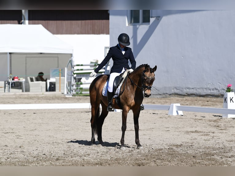 Poney de selle allemand Jument 14 Ans 145 cm Isabelle in Pottendorf